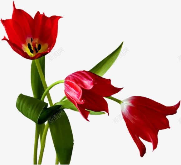 红色花朵绿叶子png免抠素材_新图网 https://ixintu.com 叶子 红色 花朵