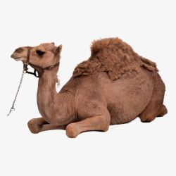 趴着休息趴着的骆驼高清图片