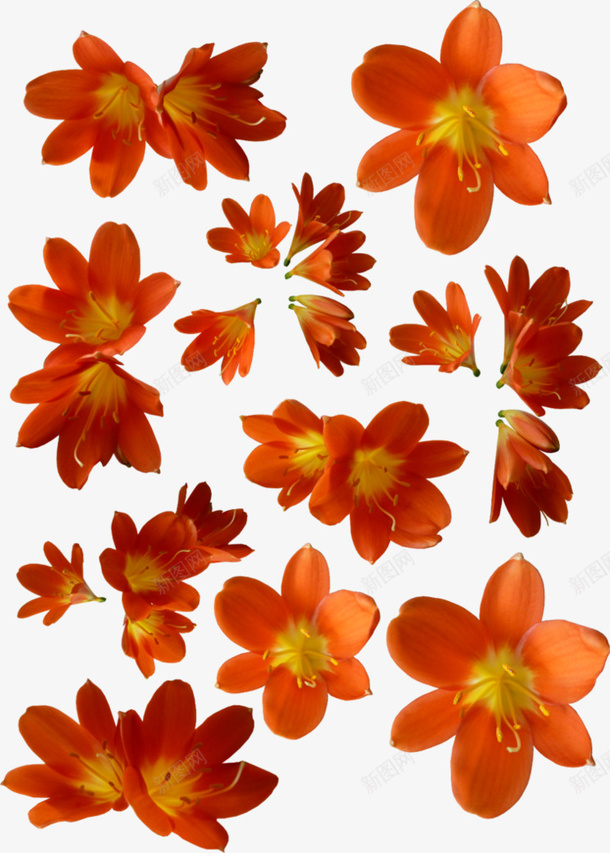 橙色花png免抠素材_新图网 https://ixintu.com 卡通 手绘 橙色 花 花卉 花朵