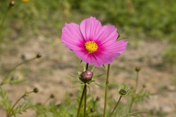 很多花粉色花的特写高清图片