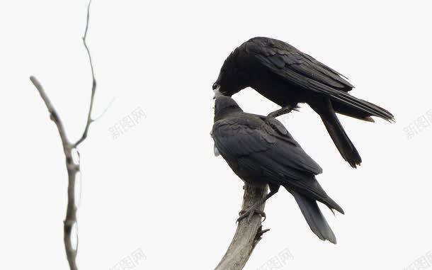 两只黑色乌鸦png免抠素材_新图网 https://ixintu.com 两只 乌鸦 乌鸦飞过 亲吻 设计 黑色