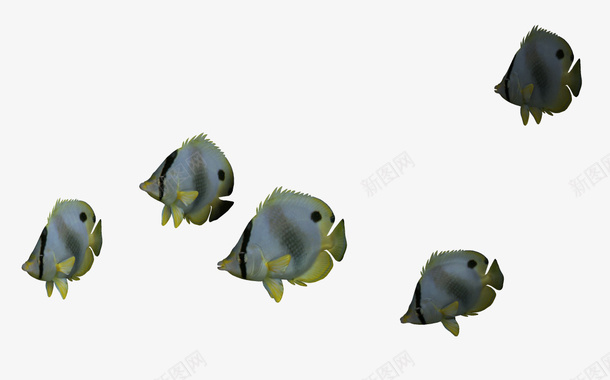 3Dpng免抠素材_新图网 https://ixintu.com 3d动物 3d卡通鱼 卡通动物 蓝色 鱼