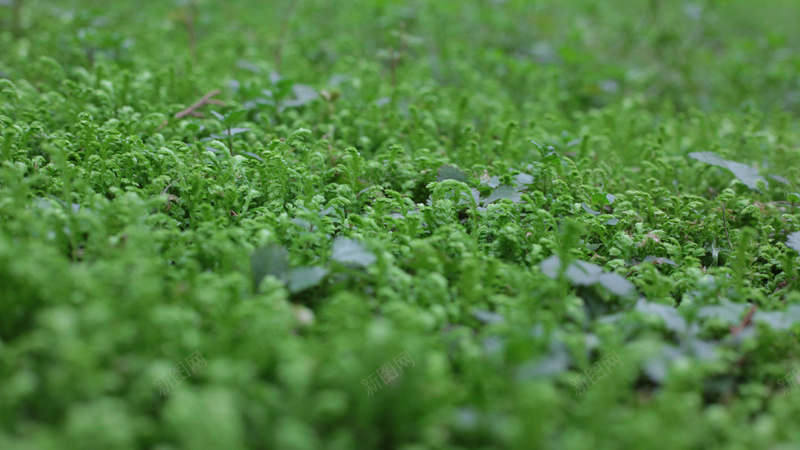 绿油油的小草一jpg设计背景_新图网 https://ixintu.com 密密麻麻 很好看 绿色 草