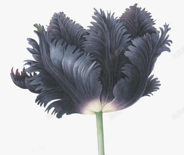 黑色的花png免抠素材_新图网 https://ixintu.com 带枝 花 装饰 黑色 黑色的花蕊