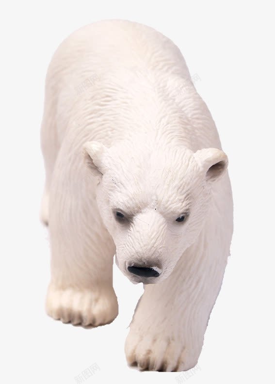 行走的北极熊png免抠素材_新图网 https://ixintu.com 动物 北极熊 实物 行走