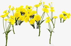 黄色清新郊外花朵艺术素材