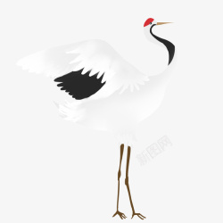 手绘红顶鹤动物插画素材