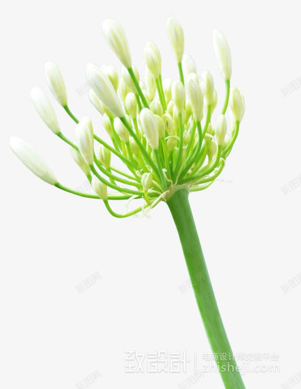 白色花朵片png免抠素材_新图网 https://ixintu.com 图片 白色 素材 花朵