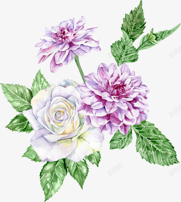 手绘的玫瑰花png免抠素材_新图网 https://ixintu.com PNG图形 PNG装饰 植物 紫色 花叶 花朵