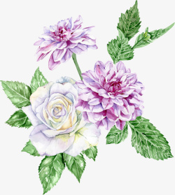 紫色花叶手绘的玫瑰花高清图片