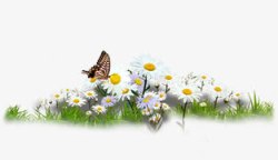 野外鲜花美景白色花朵彩色蝴蝶素材