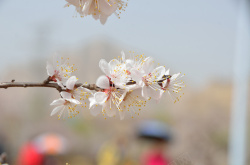 春天杏花乱枝头背景