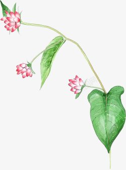 手绘粉色花朵绿叶植物装饰素材