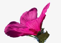 植物花卉装饰画粉色木槿花高清图片