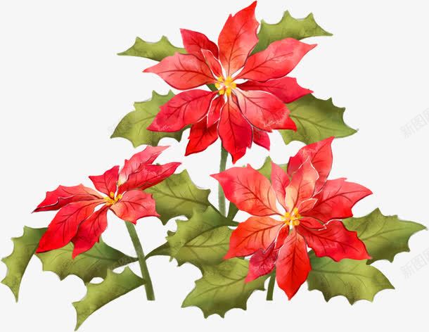 创意合成效果植物花卉红色的png免抠素材_新图网 https://ixintu.com 创意 合成 效果 植物 红色 花卉