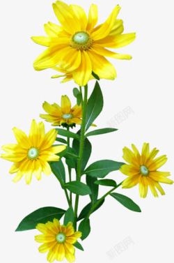 多个花朵多个黄色的花朵绿叶高清图片