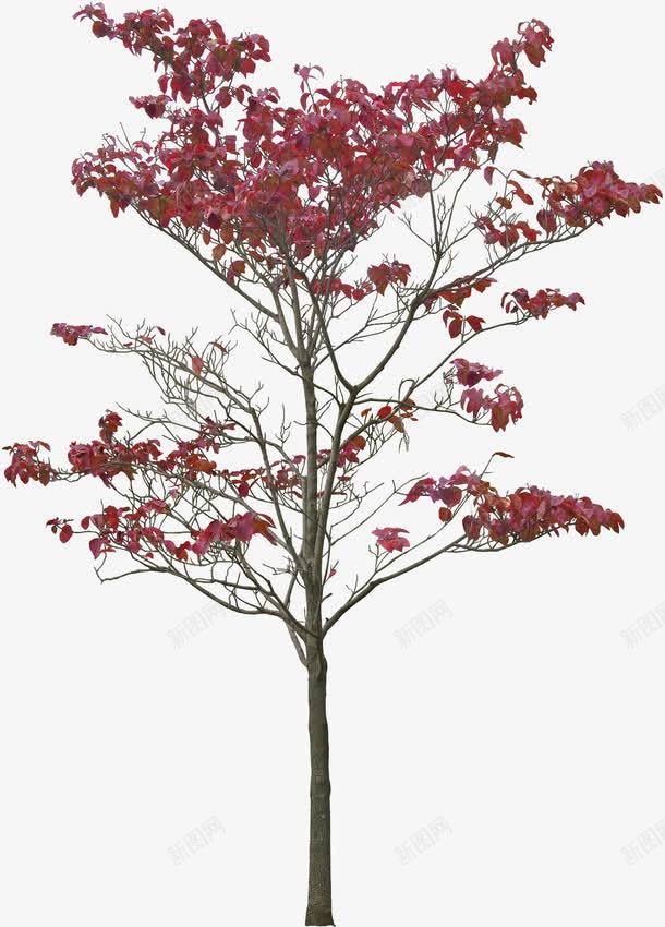 红色风景树叶装饰png免抠素材_新图网 https://ixintu.com 树叶 红色 装饰 风景