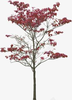 红色风景树叶装饰素材