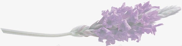 紫色水墨艺术植物png免抠素材_新图网 https://ixintu.com 植物 水墨 紫色 艺术