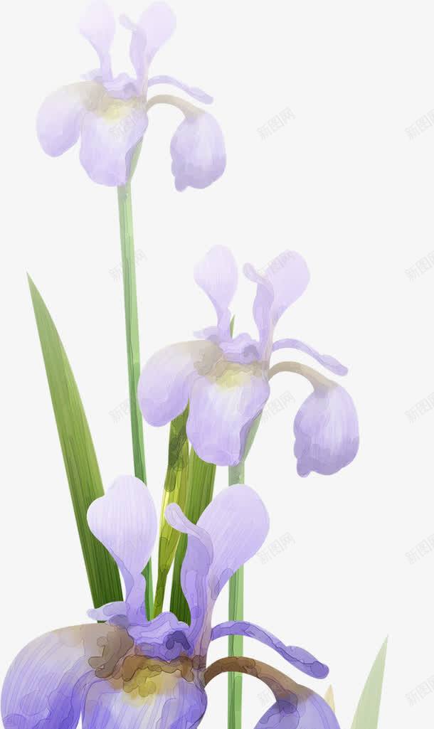 卡通手绘兰花png免抠素材_新图网 https://ixintu.com 卡通手绘花朵 可爱花朵 小花朵