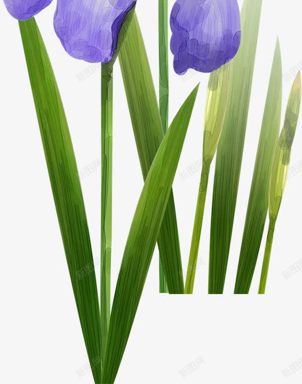 卡通手绘兰花png免抠素材_新图网 https://ixintu.com 卡通手绘花朵 可爱花朵 小花朵