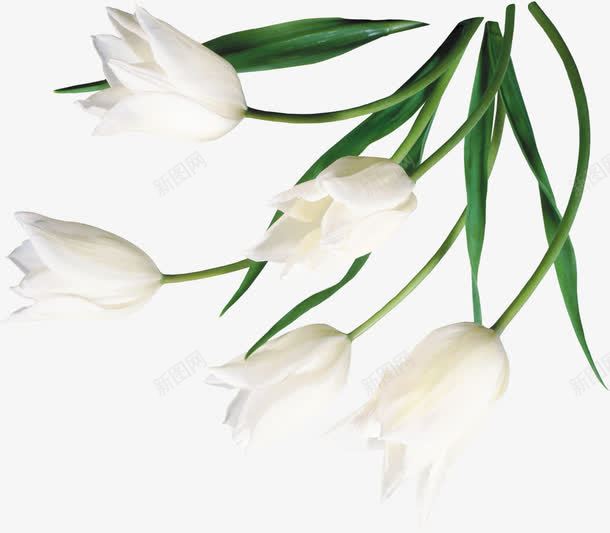 清新白色手绘花朵创意png免抠素材_新图网 https://ixintu.com 创意 清新 白色 花朵