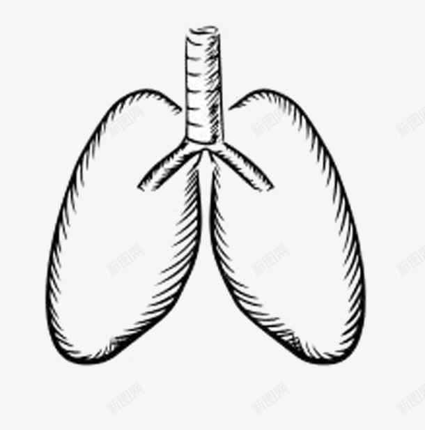 气管和肺png免抠素材_新图网 https://ixintu.com 手绘 气管 线条 肺形
