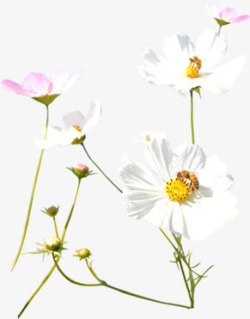 白色草原花朵美景素材