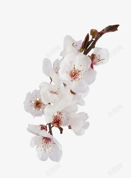 白色花朵树枝树叶png免抠素材_新图网 https://ixintu.com 树叶 树枝 白色 花朵