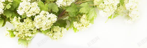 白色唯美花朵植物装饰png免抠素材_新图网 https://ixintu.com 植物 白色 花朵 装饰