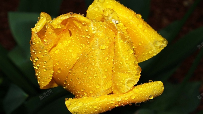 雨露鲜花背景jpg设计背景_新图网 https://ixintu.com 利落 干净 清晰 简洁