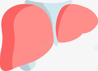 扁平化肝png免抠素材_新图网 https://ixintu.com 扁平化 肝