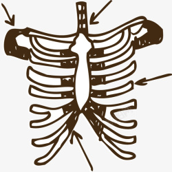 胸腔骨架胸腔骨架矢量图高清图片