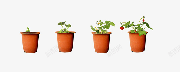 草莓生长过程图png免抠素材_新图网 https://ixintu.com 发芽开花结果 植物发展过程图 植物盆栽 草莓生长过程图