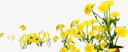 黄色唯美花朵春姿素材