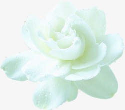 白色花朵中医装饰素材