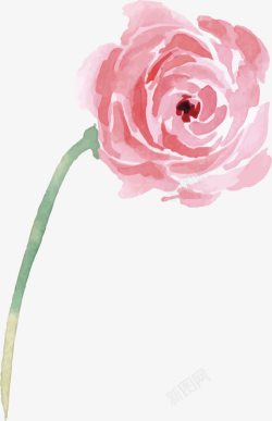 粉色手绘玫瑰花素材