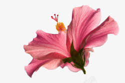 粉色木槿花粉色木槿花卉高清图片