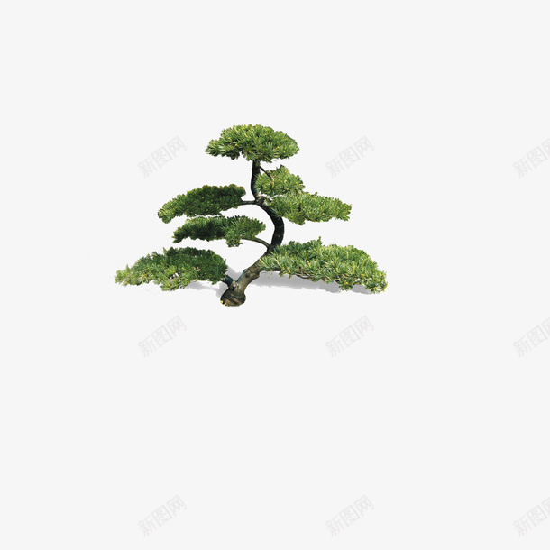 云杉植物装饰png免抠素材_新图网 https://ixintu.com 云杉 图案 植物 装饰 设计