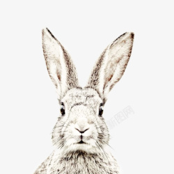 可爱手绘兔子脸素材