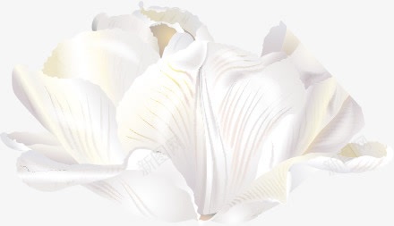 白色摄影花朵png免抠素材_新图网 https://ixintu.com 摄影 白色 花朵