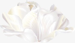 白色摄影花朵素材