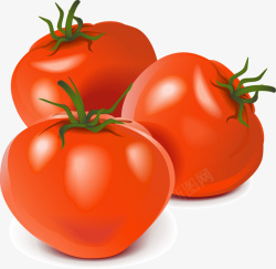 写实蔬菜番茄矢量图素材