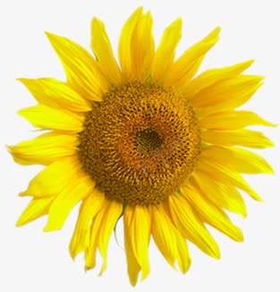 黄色巨大向日葵花朵png免抠素材_新图网 https://ixintu.com 向日葵 巨大 花朵 黄色