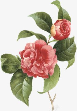 手绘红色艺术花朵复古素材