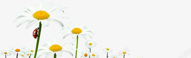 白色春天手绘花朵装饰png免抠素材_新图网 https://ixintu.com 春天 白色 花朵 装饰