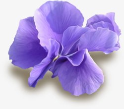 漂亮紫色花朵素材