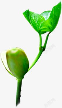 小豆芽摄影绿色的植物小豆芽高清图片