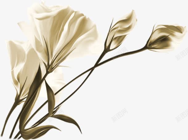 手绘精美白色花朵png免抠素材_新图网 https://ixintu.com 白色 精美 花朵