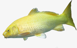 黄色加白色的鱼素材